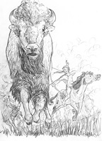 Carlo Ruzzo – Nordamerika und der Bison im 19. Jahrhundert, Auszug 06