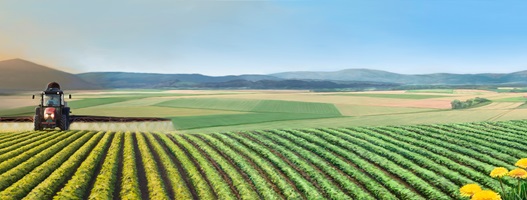 Dario Stadelmann – Das Insektensterben, Auszug 02