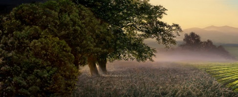 Dario Stadelmann – Das Insektensterben, Auszug 10