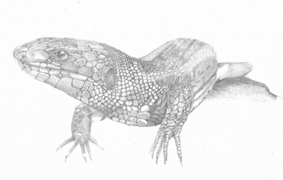 Eidechse – Julia Saurer