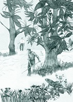 Die Kastanie – Julia Saurer