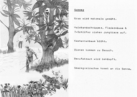 Die Kastanie – Julia Saurer