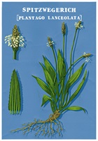 Eine Ausstellungstafel und verschiedene Illustrationen über Wildkräuter, insbesondere Spitzwegerich, Löwenzahn, Brennnessel und Bärlauch. Die Gestaltung kombiniert detailreiche Schwarz-Weiss-Skizzen und farbige Illustrationen, ergänzt durch erklärende Texte. Im Vordergrund ein Faltheft in der Hand, das mit klaren Grafiken den praktischen Gebrauch der Pflanzen darstellt.