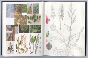 Eine Ausstellungstafel und verschiedene Illustrationen über Wildkräuter, insbesondere Spitzwegerich, Löwenzahn, Brennnessel und Bärlauch. Die Gestaltung kombiniert detailreiche Schwarz-Weiss-Skizzen und farbige Illustrationen, ergänzt durch erklärende Texte. Im Vordergrund ein Faltheft in der Hand, das mit klaren Grafiken den praktischen Gebrauch der Pflanzen darstellt.