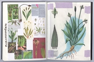 Eine Ausstellungstafel und verschiedene Illustrationen über Wildkräuter, insbesondere Spitzwegerich, Löwenzahn, Brennnessel und Bärlauch. Die Gestaltung kombiniert detailreiche Schwarz-Weiss-Skizzen und farbige Illustrationen, ergänzt durch erklärende Texte. Im Vordergrund ein Faltheft in der Hand, das mit klaren Grafiken den praktischen Gebrauch der Pflanzen darstellt.