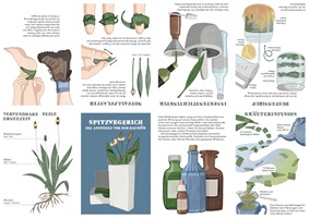 Eine Ausstellungstafel und verschiedene Illustrationen über Wildkräuter, insbesondere Spitzwegerich, Löwenzahn, Brennnessel und Bärlauch. Die Gestaltung kombiniert detailreiche Schwarz-Weiss-Skizzen und farbige Illustrationen, ergänzt durch erklärende Texte. Im Vordergrund ein Faltheft in der Hand, das mit klaren Grafiken den praktischen Gebrauch der Pflanzen darstellt.