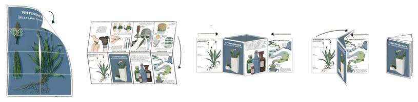 Eine Ausstellungstafel und verschiedene Illustrationen über Wildkräuter, insbesondere Spitzwegerich, Löwenzahn, Brennnessel und Bärlauch. Die Gestaltung kombiniert detailreiche Schwarz-Weiss-Skizzen und farbige Illustrationen, ergänzt durch erklärende Texte. Im Vordergrund ein Faltheft in der Hand, das mit klaren Grafiken den praktischen Gebrauch der Pflanzen darstellt.