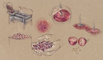 Illustration der Weinherstellung: von der Traubenlese über das Entrappen und Maischen bis zur Gärung, Lagerung im Holzfass, Filtern und Abfüllen. Gezeigt werden Hände bei der Arbeit, Geräte wie Kelter, Fässer und Kalenderblätter, die den Reifeprozess symbolisieren. Detaillierte Zeichnungen auf braunem Hintergrund veranschaulichen anschaulich die einzelnen Schritte der Vinifikation.