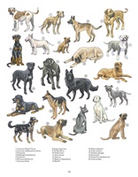 Illustrationen und Infografiken zu Listenhunden, ihren Eigenschaften, gesetzlichen Regelungen und ihrem gesellschaftlichen Kontext in der Schweiz.