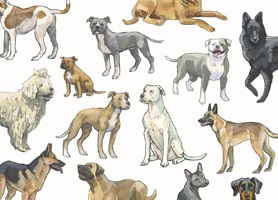 Illustrationen und Infografiken zu Listenhunden, ihren Eigenschaften, gesetzlichen Regelungen und ihrem gesellschaftlichen Kontext in der Schweiz.