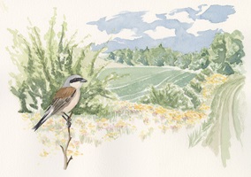 Illustrationen und Zeichnungen von Neuntötern und anderen Würgerarten in ihrem natürlichen Lebensraum, mit Pflanzen, Landschaften, Nestern und verschiedenen Szenen aus ihrem Verhalten.