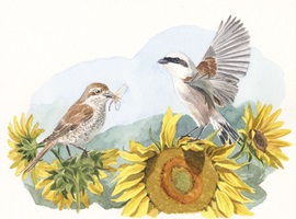 Illustrationen und Zeichnungen von Neuntötern und anderen Würgerarten in ihrem natürlichen Lebensraum, mit Pflanzen, Landschaften, Nestern und verschiedenen Szenen aus ihrem Verhalten.