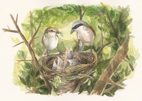 Illustrationen und Zeichnungen von Neuntötern und anderen Würgerarten in ihrem natürlichen Lebensraum, mit Pflanzen, Landschaften, Nestern und verschiedenen Szenen aus ihrem Verhalten.