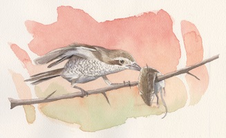 Illustrationen und Zeichnungen von Neuntötern und anderen Würgerarten in ihrem natürlichen Lebensraum, mit Pflanzen, Landschaften, Nestern und verschiedenen Szenen aus ihrem Verhalten.