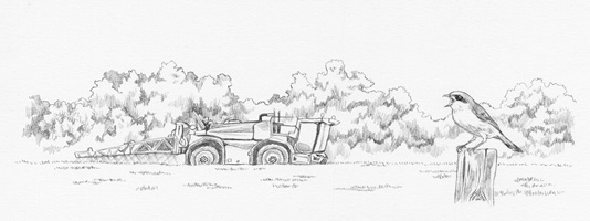 Illustrationen und Zeichnungen von Neuntötern und anderen Würgerarten in ihrem natürlichen Lebensraum, mit Pflanzen, Landschaften, Nestern und verschiedenen Szenen aus ihrem Verhalten.