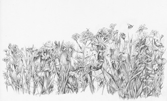 Illustrationen und Zeichnungen von Neuntötern und anderen Würgerarten in ihrem natürlichen Lebensraum, mit Pflanzen, Landschaften, Nestern und verschiedenen Szenen aus ihrem Verhalten.