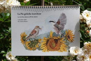 Illustrationen und Zeichnungen von Neuntötern und anderen Würgerarten in ihrem natürlichen Lebensraum, mit Pflanzen, Landschaften, Nestern und verschiedenen Szenen aus ihrem Verhalten.