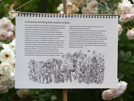 Illustrationen und Zeichnungen von Neuntötern und anderen Würgerarten in ihrem natürlichen Lebensraum, mit Pflanzen, Landschaften, Nestern und verschiedenen Szenen aus ihrem Verhalten.