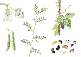 Illustrationen und Darstellungen von Alltagsobjekten, Tieren, Pflanzen, Landschaften oder Lebensmitteln, künstlerisch umgesetzt zur visuellen Vermittlung von Themen aus Natur, Gesellschaft und Kultur.