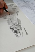 Naturgetreue Illustrationen und Zeichnungen von Forellen und ihrem Lebensraum in der Schweiz, inklusive wissenschaftlicher Detailansichten und Informationsgrafiken.