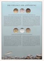 Naturgetreue Illustrationen und Zeichnungen von Forellen und ihrem Lebensraum in der Schweiz, inklusive wissenschaftlicher Detailansichten und Informationsgrafiken.
