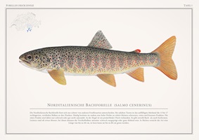 Naturgetreue Illustrationen und Zeichnungen von Forellen und ihrem Lebensraum in der Schweiz, inklusive wissenschaftlicher Detailansichten und Informationsgrafiken.