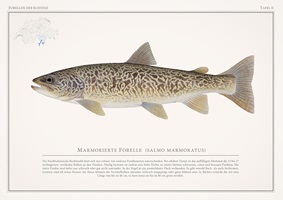 Naturgetreue Illustrationen und Zeichnungen von Forellen und ihrem Lebensraum in der Schweiz, inklusive wissenschaftlicher Detailansichten und Informationsgrafiken.