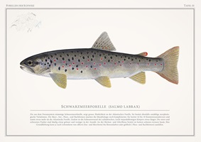 Naturgetreue Illustrationen und Zeichnungen von Forellen und ihrem Lebensraum in der Schweiz, inklusive wissenschaftlicher Detailansichten und Informationsgrafiken.