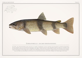 Naturgetreue Illustrationen und Zeichnungen von Forellen und ihrem Lebensraum in der Schweiz, inklusive wissenschaftlicher Detailansichten und Informationsgrafiken.
