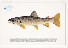 Naturgetreue Illustrationen und Zeichnungen von Forellen und ihrem Lebensraum in der Schweiz, inklusive wissenschaftlicher Detailansichten und Informationsgrafiken.