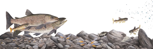 Naturgetreue Illustrationen und Zeichnungen von Forellen und ihrem Lebensraum in der Schweiz, inklusive wissenschaftlicher Detailansichten und Informationsgrafiken.