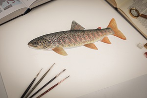 Naturgetreue Illustrationen und Zeichnungen von Forellen und ihrem Lebensraum in der Schweiz, inklusive wissenschaftlicher Detailansichten und Informationsgrafiken.