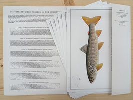 Naturgetreue Illustrationen und Zeichnungen von Forellen und ihrem Lebensraum in der Schweiz, inklusive wissenschaftlicher Detailansichten und Informationsgrafiken.