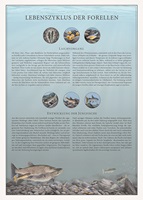Naturgetreue Illustrationen und Zeichnungen von Forellen und ihrem Lebensraum in der Schweiz, inklusive wissenschaftlicher Detailansichten und Informationsgrafiken.