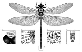 Illustration von Anja Mueller
