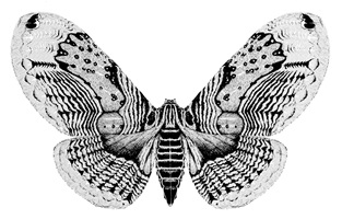 Illustration von Melody Boesch