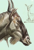 Illustration von Linnea Koellen 