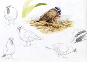 Illustration von Patricia Burgener