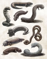 Bildtafel der verschiedenen Tatzelwürmer