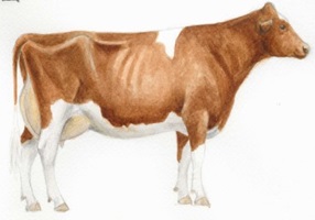 Holstein Kuh, Aquarell