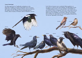 Xenia Joss – Die Bunte Welt der Rabenvögel, Auszug 06