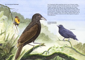 Xenia Joss – Die Bunte Welt der Rabenvögel, Auszug 10