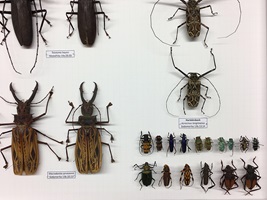 Die Insekten der ETH-Sammlung dienten den Textildesign-Studierenden als Inspiration - ob Riesenkäfer.... Bild: ETH Zürich