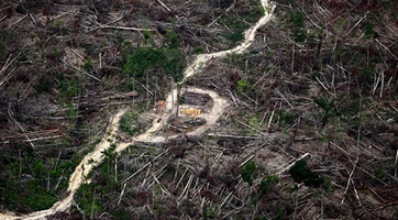 The Guardian Deforestation_Applied Information and Data Science HSLU