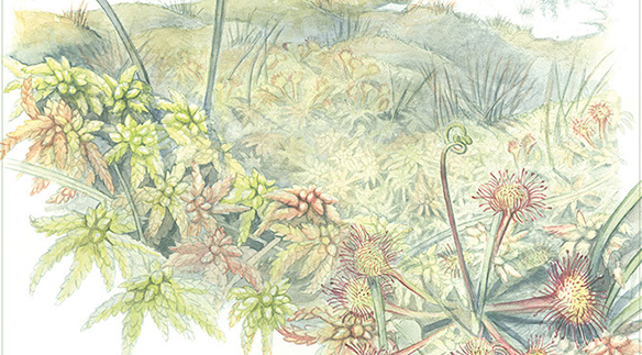 zeugindesign: «Bryum bis Sphagnum» von Petra Baumann, Absolventin Bachelor Illustration Nonfiction