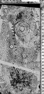 Aber nicht, wenn sie auf dem Boden so zerstört und verwischt werden wie etwa diese Spur. @Foto: Forensity.com