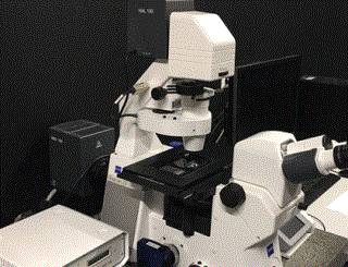 Zeiss Fluoreszenz Mikroskop