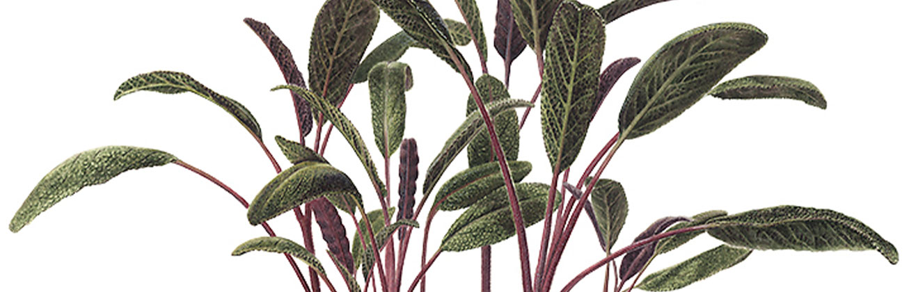 Illustration Salbei von Flavia Korner