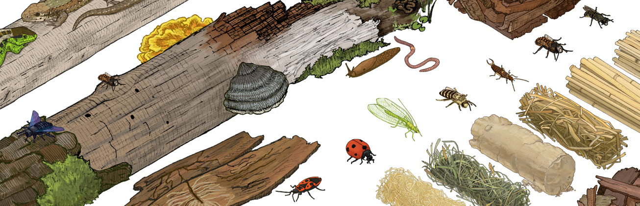 Illustration Infografik Käfer und Wald von Yolanda Keiser