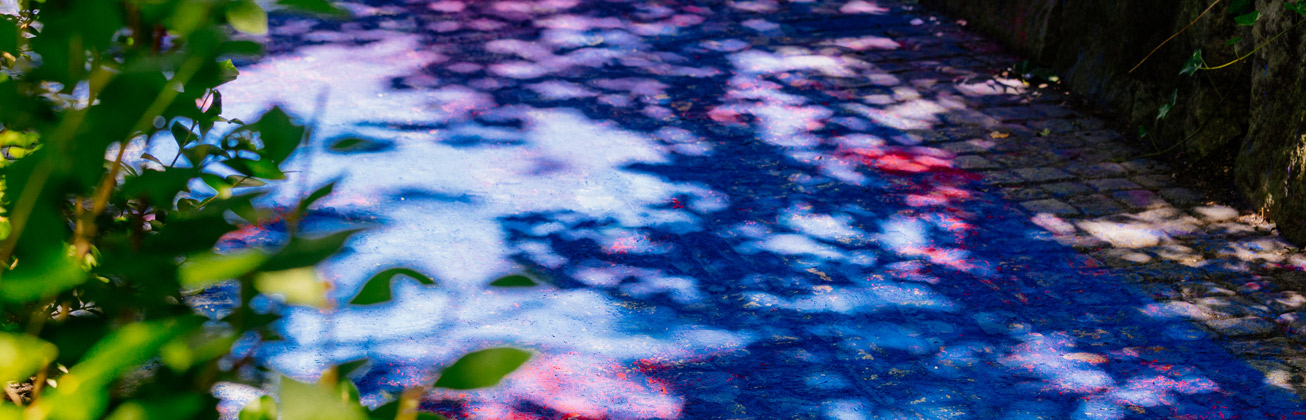 Schatten von Sträuchern auf einem blauen Weg fotografiert